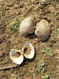 gbif image for Parreysia rajahensis