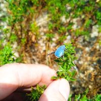 Hoplia coerulea (Drury, 1773)