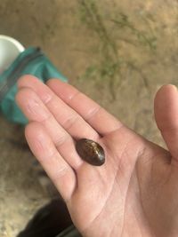 gbif image for Elliptio steinstansana