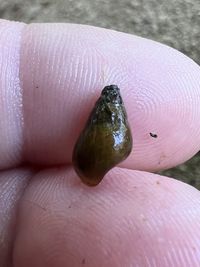 gbif image for Elimia interveniens