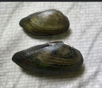 gbif image for Oxynaia pugio