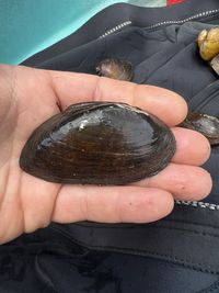 gbif image for Elliptio arca