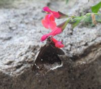 gbif image for Achalarus casica