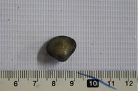 gbif image for Corbicula leana