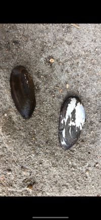 gbif image for Nitia teretiuscula