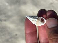 gbif image for Cerithium guinaicum