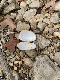 gbif image for Lampsilis reeveiana