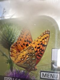 gbif image for Speyeria nokomis