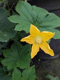 Photo by 王舒儀 via iNaturalist (Copyright 王舒儀)