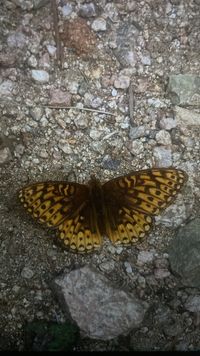 gbif image for Speyeria hesperis