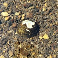 gbif image for Cyprogenia aberti