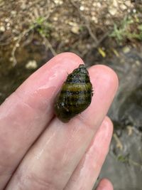 gbif image for Lithasia Lithasia geniculata