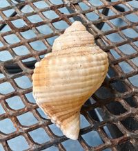 gbif image for Cymatium cingulatum