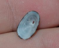 gbif image for Diodora dysoni