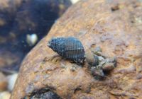 gbif image for Elimia crenatella