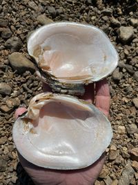 gbif image for Lampsilis abrupta