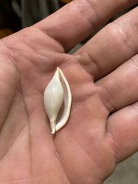 gbif image for Cyphoma intermedium