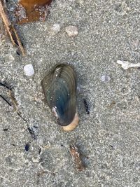 gbif image for Mutela hargeri