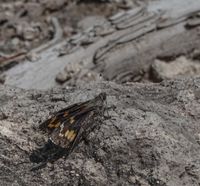 gbif image for Agathymus evansi