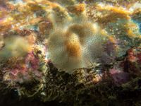 gbif image for Lucapina aegis