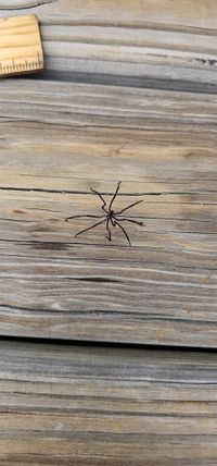 gbif image for Anoplodactylus lentus