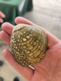 gbif image for Cyprogenia stegaria