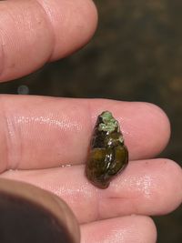 gbif image for Elimia bullula