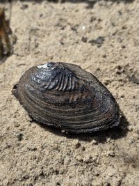 gbif image for Fusconaia burkei