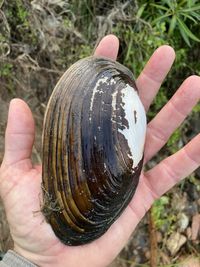 gbif image for Chambardia wahlbergi