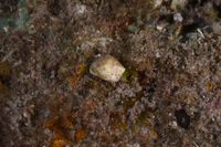 gbif image for Coralliophila abbreviata