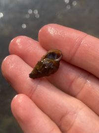 gbif image for Lithasia verrucosa