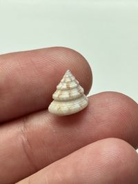 gbif image for Calliostoma pulchrum