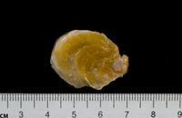 gbif image for Ostrea permollis