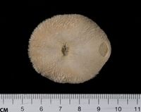 gbif image for Echinolampas depressa