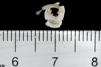 gbif image for Hydroides protulicola