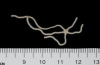 gbif image for Micropholis gracillima