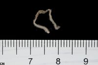 gbif image for Phyllodoce arenae