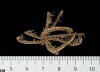 gbif image for Comactinia echinoptera