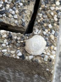 gbif image for Crucibulum auricula