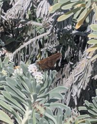 gbif image for Epargyreus zestos