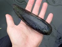 gbif image for Lanceolaria oxyrhyncha