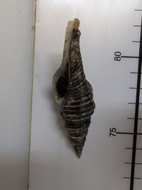 gbif image for Polystira albida