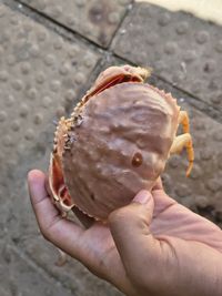 gbif image for Calappa sulcata