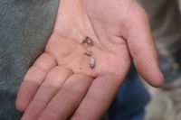 gbif image for Microceramus texanus