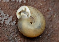 gbif image for Daedalochila mooreana