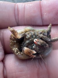 gbif image for Dromidia antillensis