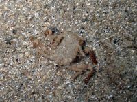 gbif image for Ethusa Ethusa mascarone