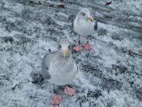 gbif image for Larus argentatus