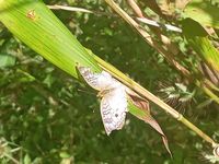 gbif image for Anartia jatrophae