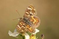 gbif image for Phyciodes picta